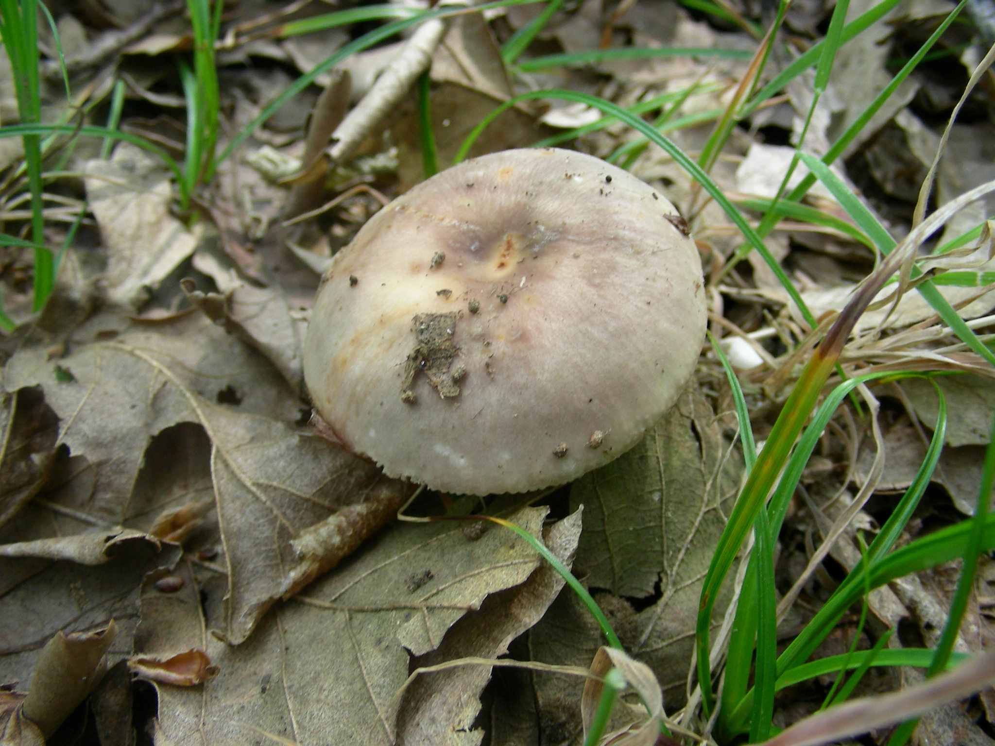 1336 Maggio vecchio ritrovamento